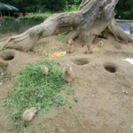 vylet-do-zoo-106