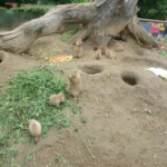 vylet-do-zoo-107