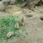 vylet-do-zoo-108