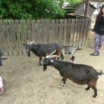 vylet-do-zoo-123