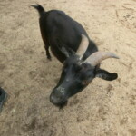 vylet-do-zoo-124