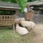 vylet-do-zoo-130