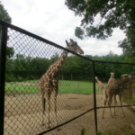 vylet-do-zoo-139