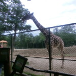 vylet-do-zoo-140