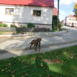 vysocina-076
