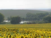 Dvorský rybník - pohled od obce